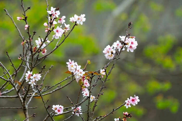 114學年度中山國小第七屆路跑健走活動圖片