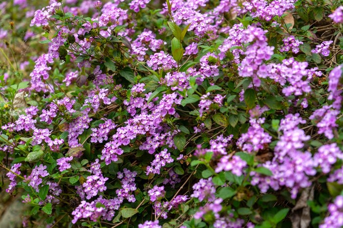 114學年度中山國小第七屆路跑健走活動圖片